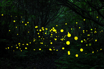 대한민국 제주도의 유명한 관광 명소인 곶자왈 숲속에서 반딧불이 들이...