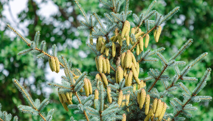 Cones on the branches of blue spruce