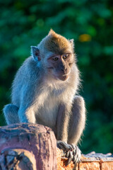 Macaque monkey in the tropical rainforest, East Java, Indonesia
