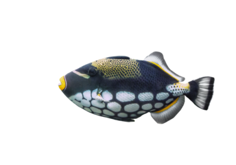 Clown Triggerfish isolated on transparent background. Colorful clownfish cut out icon, side view