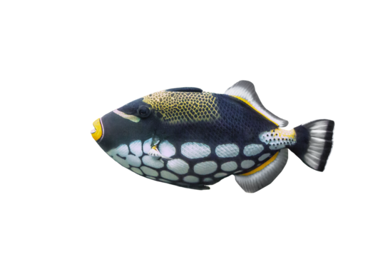 Clown Triggerfish isolated on transparent background. Colorful clownfish cut out icon, side view