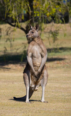 Large male Eastern Grey Kangaroo with huge muscles, New South Wales, Australia