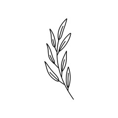 Vector branches and leaves. Hand drawn floral elements. 