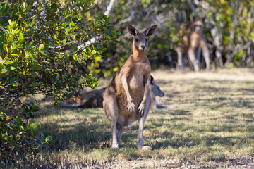 Eastern Grey Kangaroo seen in natural bushland habitat in New South Wales, Australia