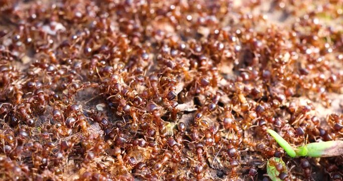 The anthill is teeming with ants, super macro. The observation of nature and creatures. View of  animal insect wildlife. Ants nest. Fire ants working on ground. Hundreds of fire ants swarm their mound