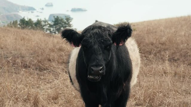 Belted Galloway cow eating grass on a bluff with the ocean in the background 