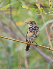 sparrow on a branch
