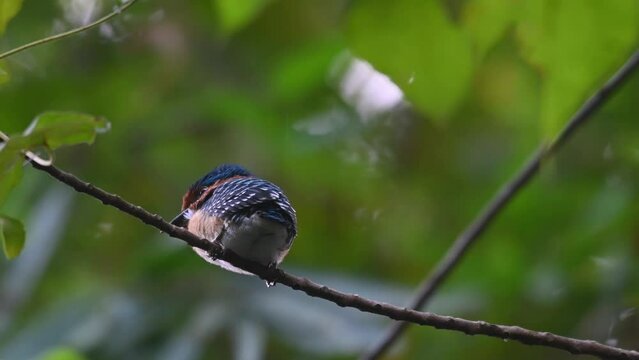 Seen from its back looking deep into the forest contemplating on its young life as a newly fledged bird, Banded Kingfisher Lacedo pulchella