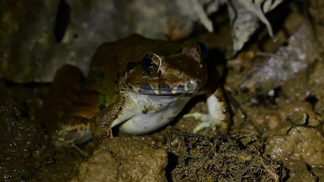 The light flickers and turns on and off revealing this frog near the river, Blyth's River Frog Limnonectes blythii, Thailand