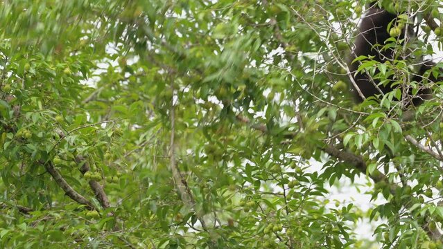 Siting a on a branch while holding on another branch, then swings to the right, White-handed Gibbon Hylobates lar , Thailand
