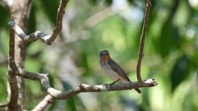 Wagging its tail up and down as it chirps while looking around during a windy day, Red-throated Flycatcher, Ficedula albicilla, Thailand.
