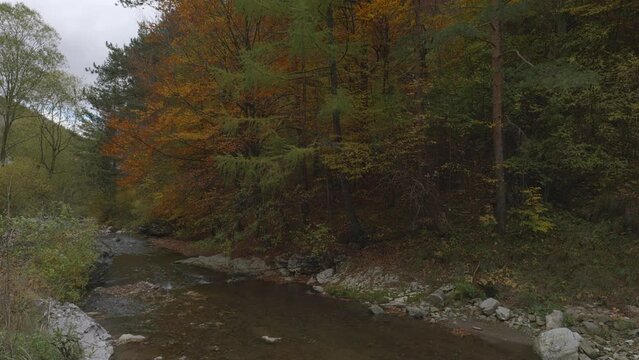 Calm mountain river next to a forest full of autumn colors.