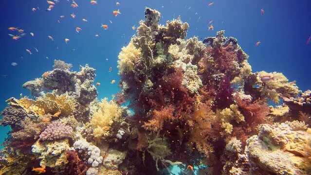 a variety of colorful fish swim in a colorful coral garden