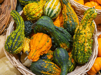 colorful pumpkins in basket in autumn harvest season