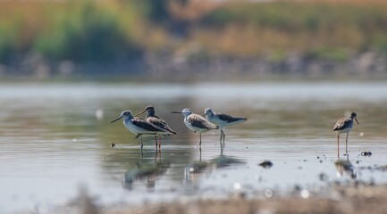 There are many different bird species in the Kabakli pond in Diyarbakır. The photo shows 2 Spotted Redshank (Tringa erythropus) and 3 Common Greenshank (Tringa nebularia).