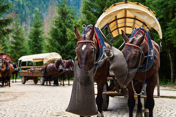 Horse harness with cart in mountain forest. Traditional transport for tourists in Morskie Oko, Poland. Harnessed horses eat food from bags - obrazy, fototapety, plakaty