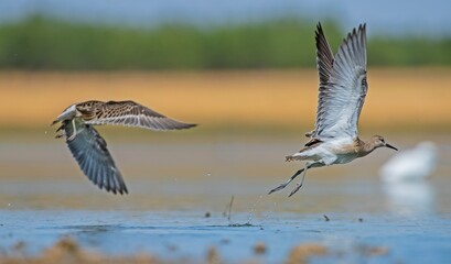Ruff (Calidris pugnax) is a wetland bird. It lives in suitable habitats in Asia, Europe and Africa. It is known as a migratory bird in Turkey.