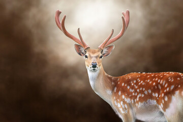 Deer with big antlers close up
