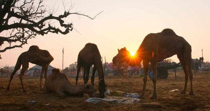 Famous indian camels trade Pushkar mela camel fair festival in field. Camels eating chewing at sunrise. Pushkar, Rajasthan, India, Asia
