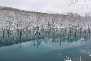 雪が積もった木々を映す冬の青い池の湖面　美瑛町
