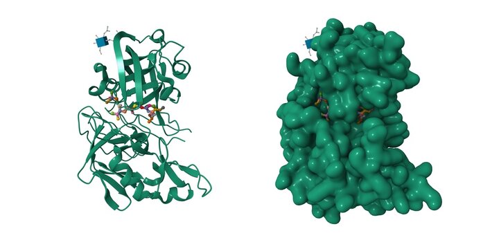 Crystal structure of renin with inhibitor aliskiren. 3D cartoon and Gaussian surface models, chain id color scheme, PDB 2v0z