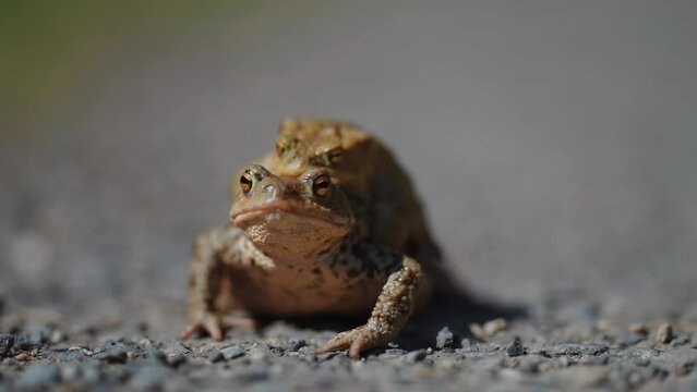Mating toads on the rocky ground in spring. A close-up parallax shot, bokeh background.