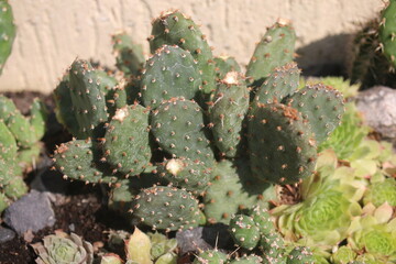 Opuntia fragilis FREIBURG kwiat żółty kaktus opuncja