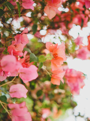 Bright pink paper flowers on a clear day