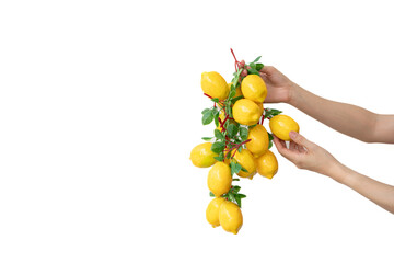 Woman hand holding a bunch of artificial yellow lemon on white isolate background.
