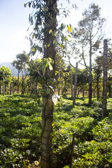 Fototapeta premium Pepper trees are dying Pepper trees are dying due to fungal diseases and nematodes