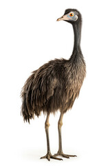 Emu bird isolated on a white background