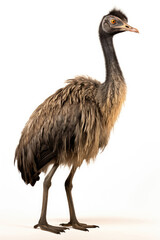 Emu bird isolated on a white background