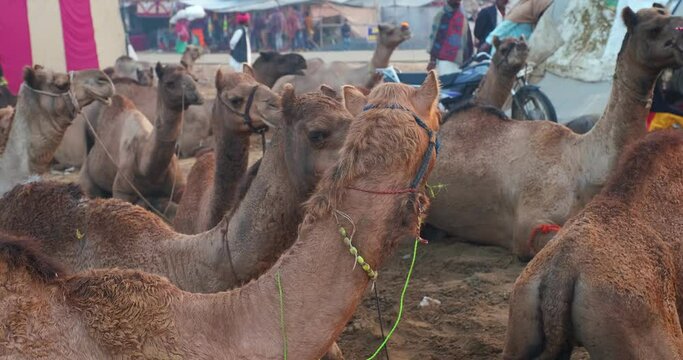 Famous indian camels trade Pushkar mela camel fair festival in field. Camels eating chewing at sunrise. Pushkar, Rajasthan, India, Asia