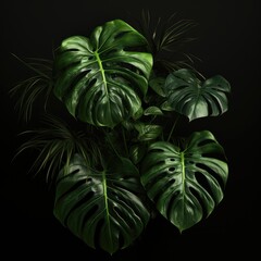 Green leaves of monstera philodendron