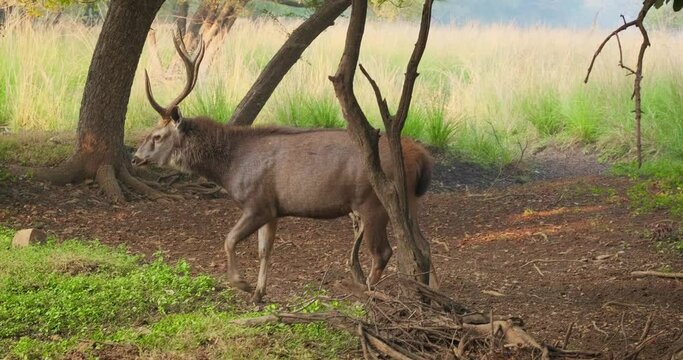 Beautiful male sambar (Rusa unicolor) deer walking in the forest. Sambar is large deer native to the Indian subcontinent. Vulnerable spices. Ranthambore National Park, Rajasthan, India. Horizontal pan