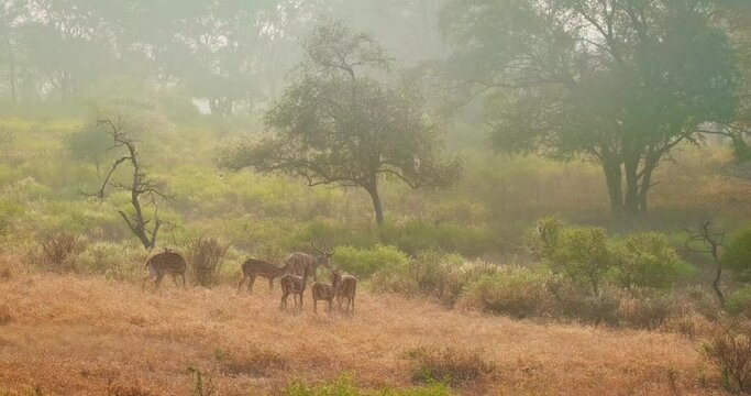 Big family of spotted deers (chital) walking in the morning mist in forest. Green trees, bushes, grass. Perfect sunrise in Ranthambore National park. Ecology environment concept. Rajasthan, India