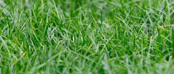 panorama of lawn grass close-up background