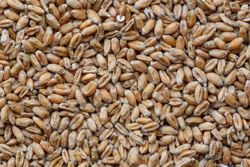 wheat texture, wheat grain background