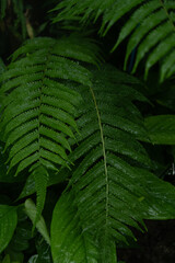 fern leaves in the forest