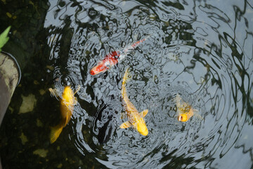 koi carp in pond
