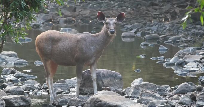 Beautiful female sambar (Rusa unicolor) deer standing near river. Sambar is large deer native to the Indian subcontinent and listed as vulnerable spices. Ranthambore National Park, Rajasthan, India