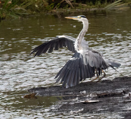 Graureiher (Ardea cinerea)