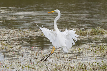 Silberreiher (Ardea alba)