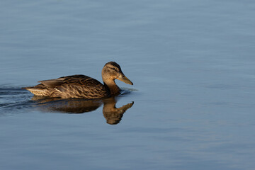 Stockente (Anas platyrhynchos)