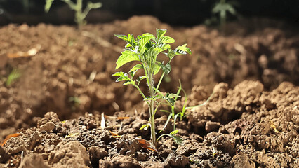Sprouts under the sun. Abstraction for hope.