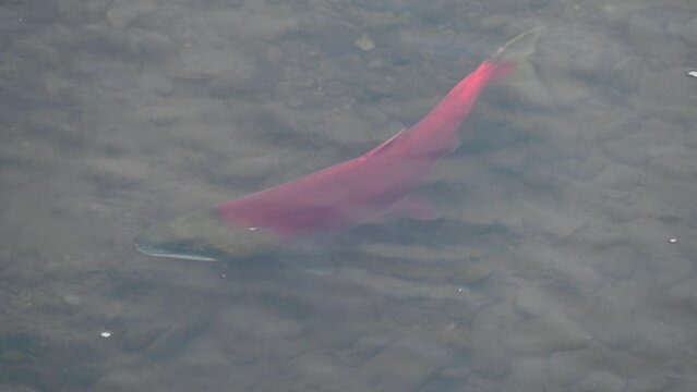 Salmon spawning in a stream