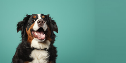 Happy bernese mountain dog on a mint green background with space for text for designer