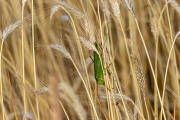 Grünes Heupferd (Tettigonia viridissima), auch Großes Heupferd, Großes Grünes Heupferd, selten...