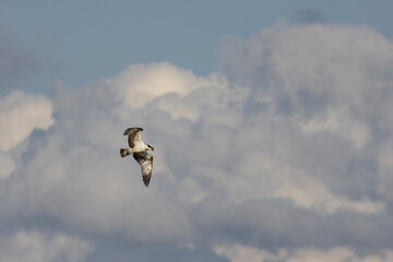 Fischadler (Pandion haliaetus)