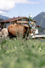 Kuh beim Almabtrieb